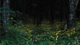 fireflies-in-japan2